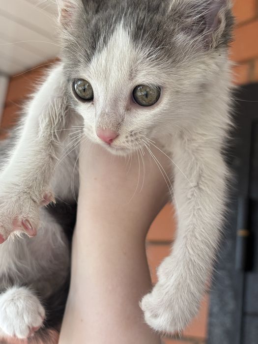 Ласковый котенок в добрые руки