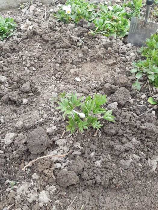 Разсад топкрамфил,бели маргаритки