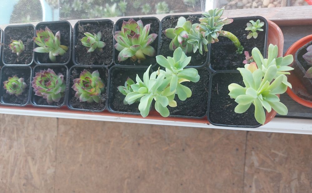 Plante Suculente Echeveria, Sempervivum Diverse Mărimi