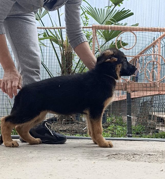 Немецкие овчарки ( стандарт)