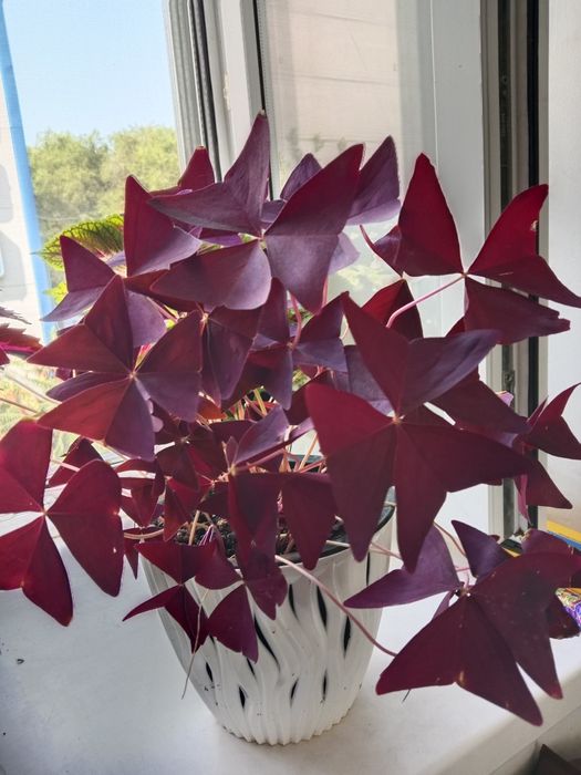 Продам цветок Кислица