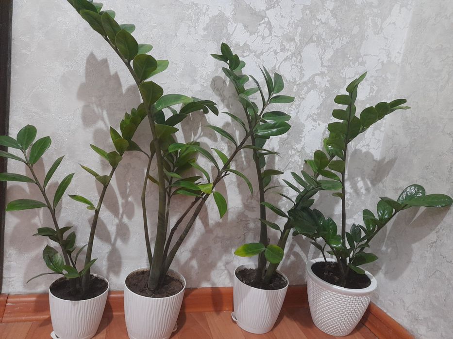 Продам  комнатные цветы