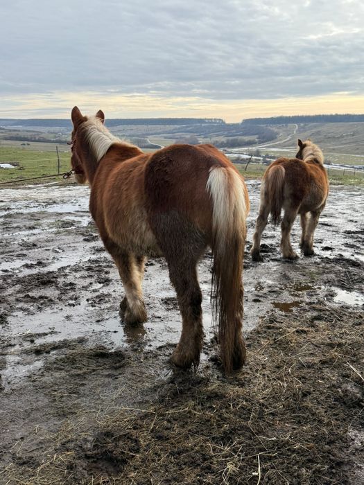 Vand iepe gestante manze