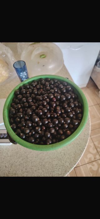 Продам садовую смородину