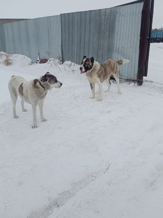 Щенки 1 месец Алабай