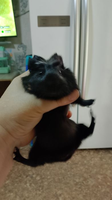 Продается сладкая парочка