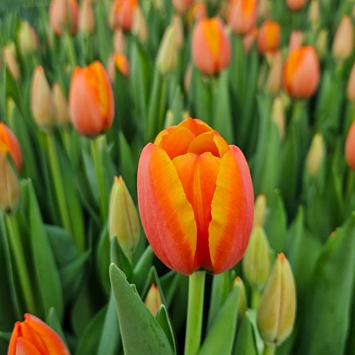 Тюльпаны Галанский оптом