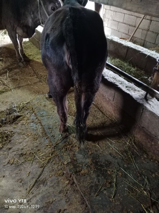 Продам телучку .