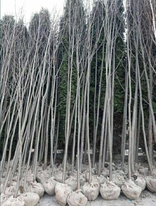 Mesteceni Variați ca Dimensiune – Aspect Natural în Grădina Ta