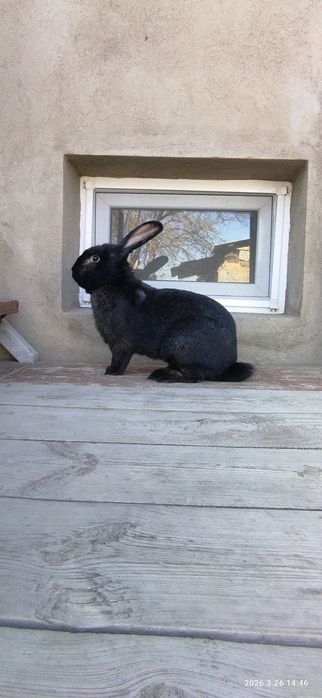 Продам Кроликов пародистых