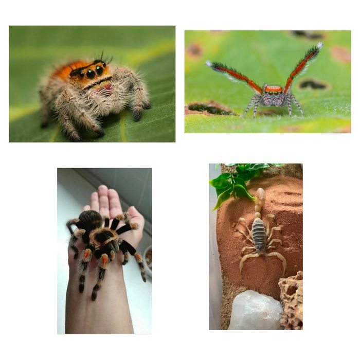 Iguane,gecko terraristică