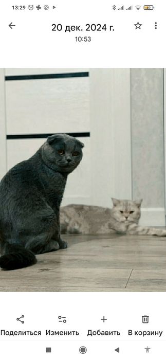 Передержка кошек и котят