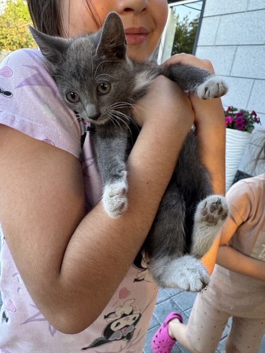 Отдам котят в добрые руки