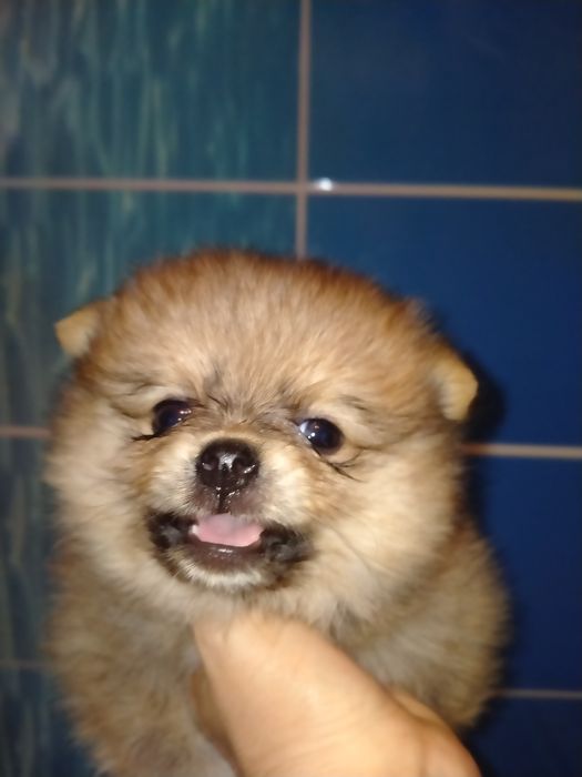 Померанский шпиц