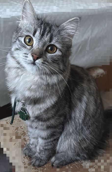 Британский мысық 8 айлық