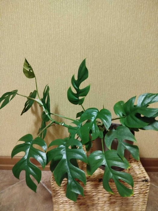 Монстера комнатное растение