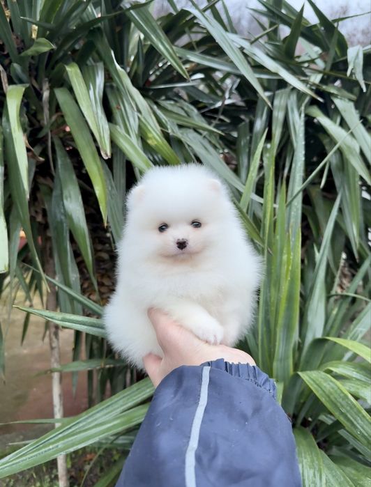 Померан мини момче. Померанче