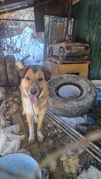 Отдам алабайчика в хорошие руки