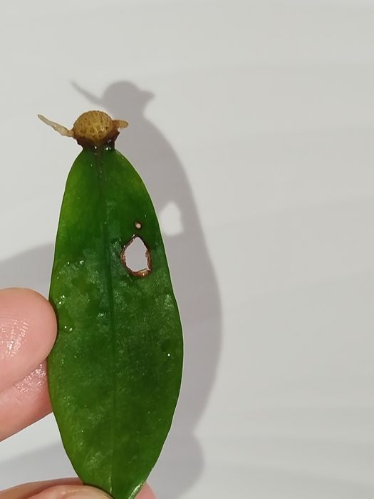 Zamiakulkas ekishga tayyor kartoshkali