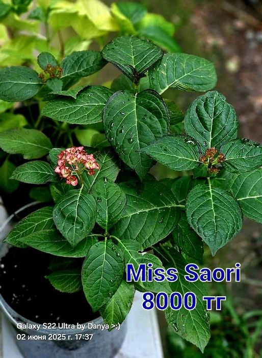 Гортензии разные сорта