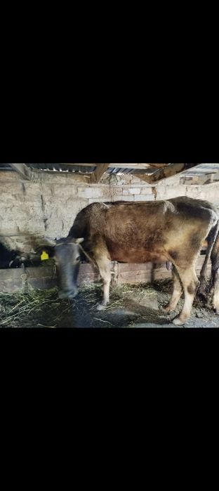 Коровы с теленками