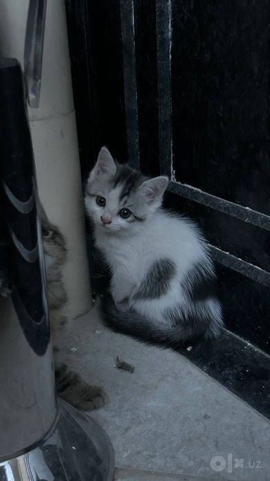 Отдаем кошек 1,5 месяца