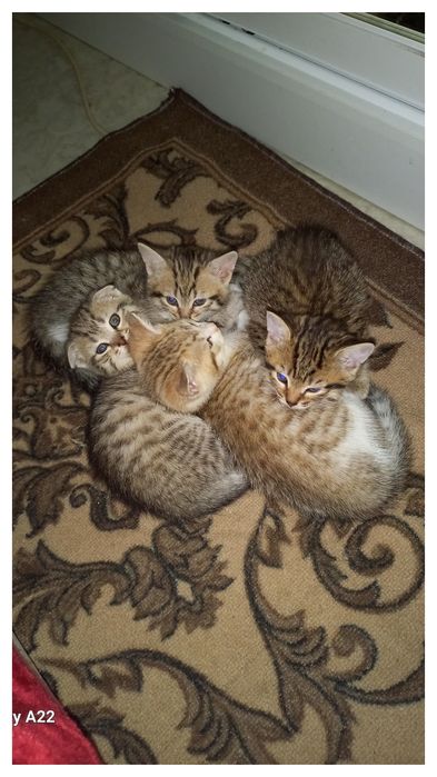 Отдам котят в добрые руки