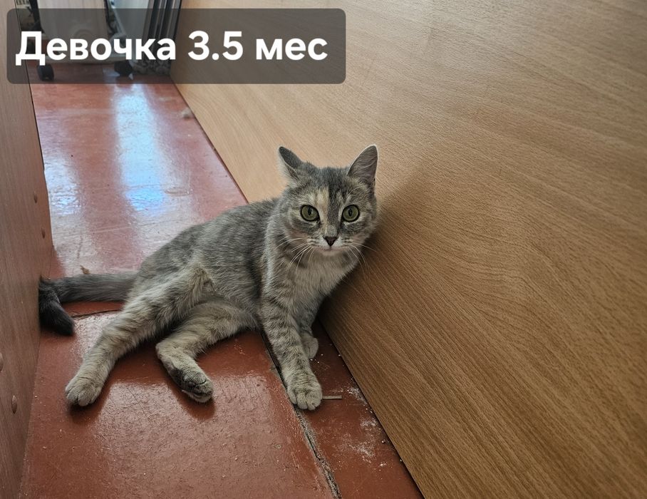 Котята в надёжные руки!