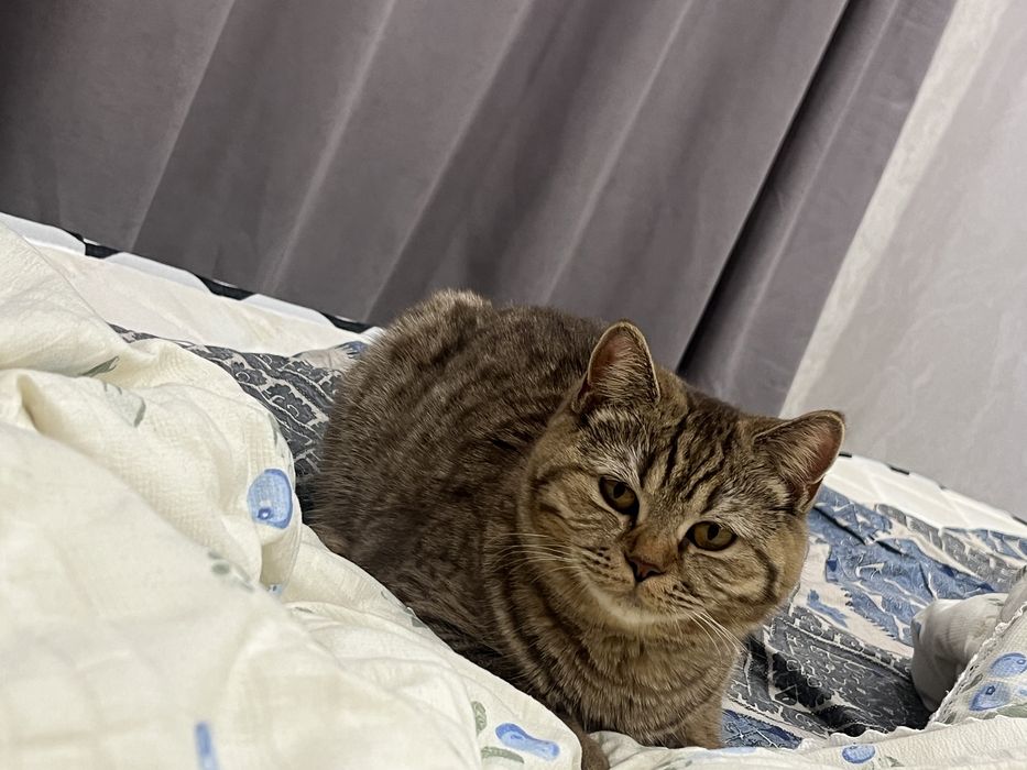 Отдам кошечку британку в хорошие руки