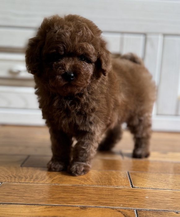 Poodle mini toy pedigree