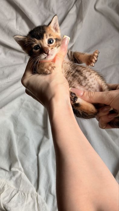 абиссинский котенок