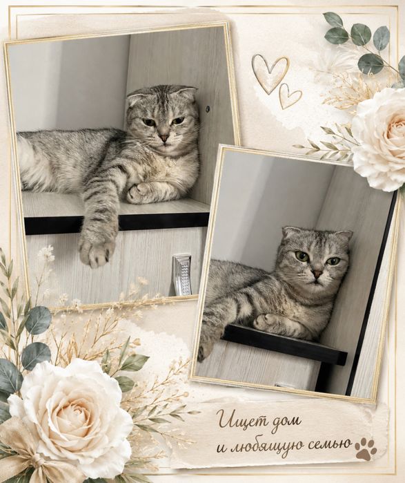 Отдам даром кошечку
