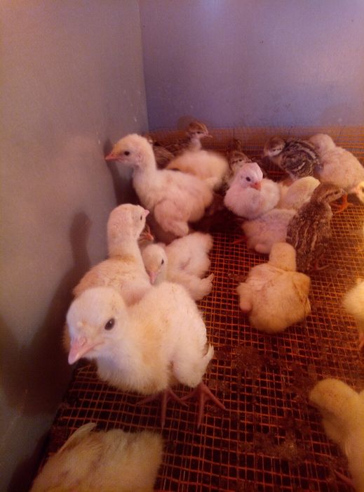 Индюшата суточные