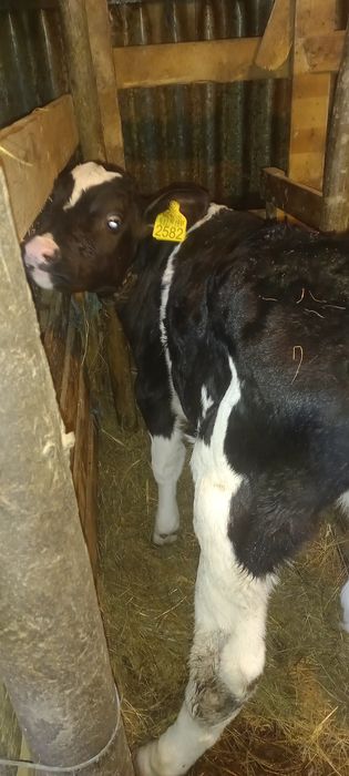 Tauras intarcat 6 sapt