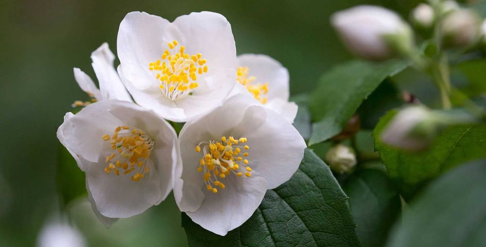 Филаделфус (Philadelphus)