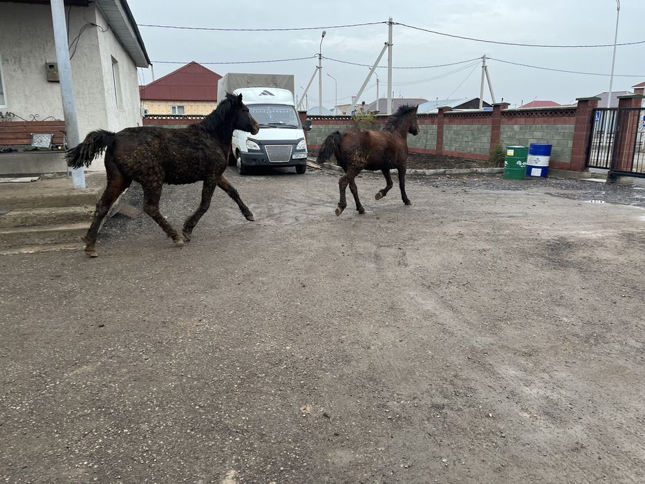 Соғым тайлар байталдар құнандар