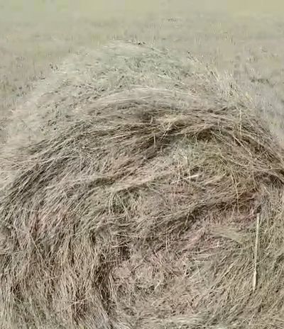 Шөп! Рулон с доставкой,