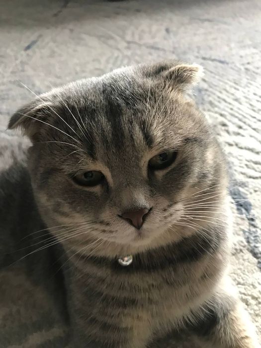 Skotish erke toza orgatilgan