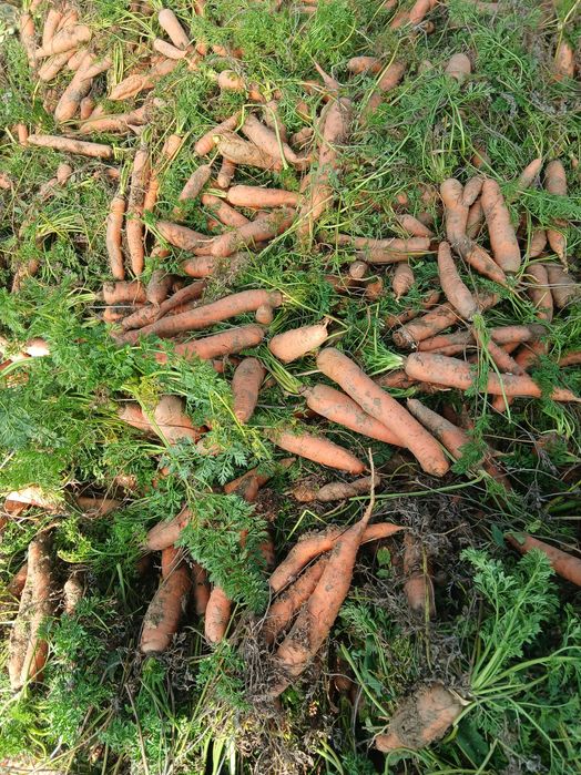 Morcov si țelină de vanzare