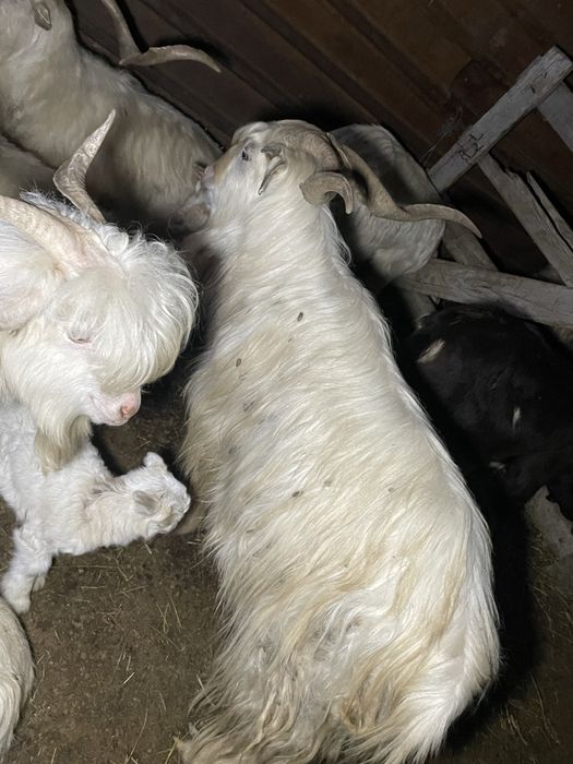 Disponibil Țap carpatin