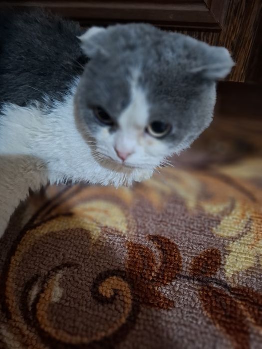 Кошка продаётся!!!