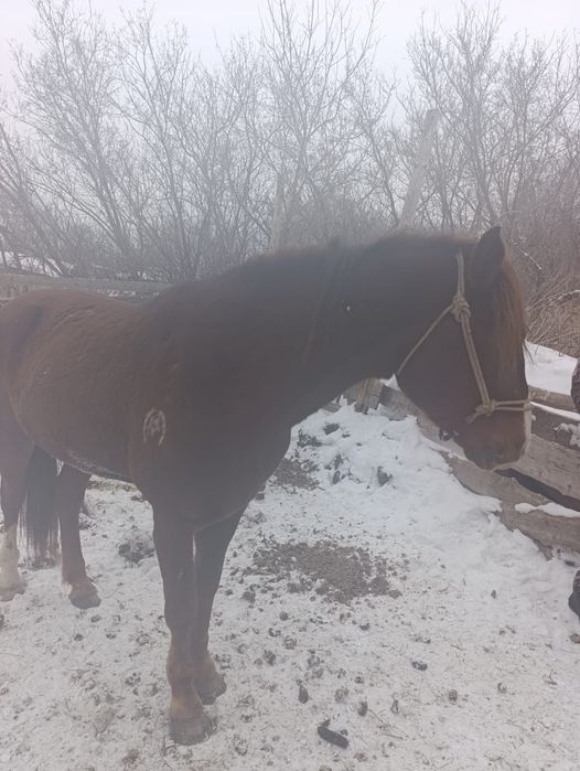 Продам жиребца 6 лет