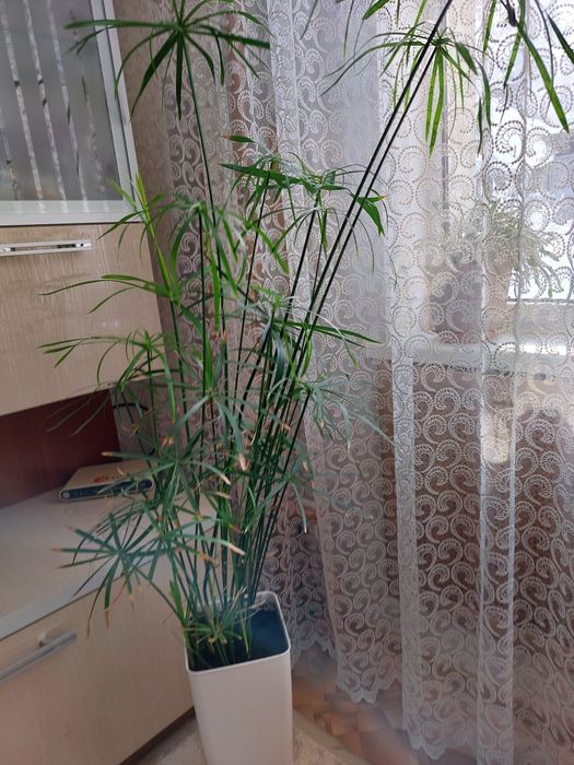 Циперус 1,5 метра