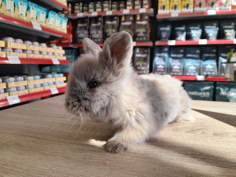 Декоративни мини зайчета