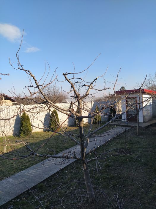 Execut taieri de formare și regenerare la toate speciile pomicole