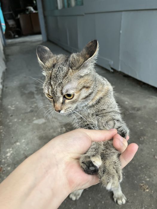 Отдам кошечку в хорошие руки