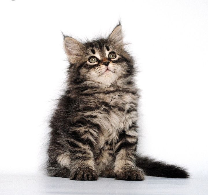 Super skidka sibirskiy angora