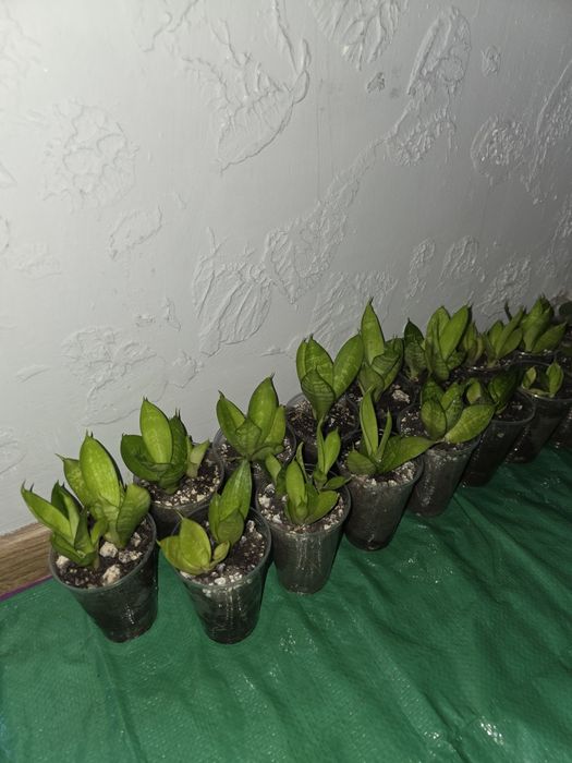 Продам цветочки недорого