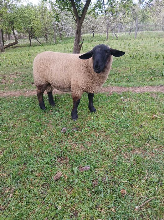 Vând berbecuti suffolk