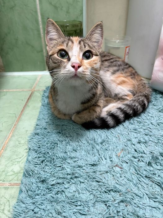 Кошечка ищет дом